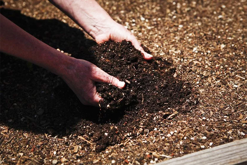 Se o seu composto estiver maduro, você precisa colocá-lo no solo e desenterrá-lo