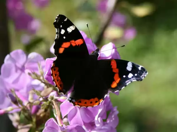 Top 10 af de smukkeste sommerfugle i verden.