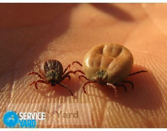 How to remove a tick at home?
