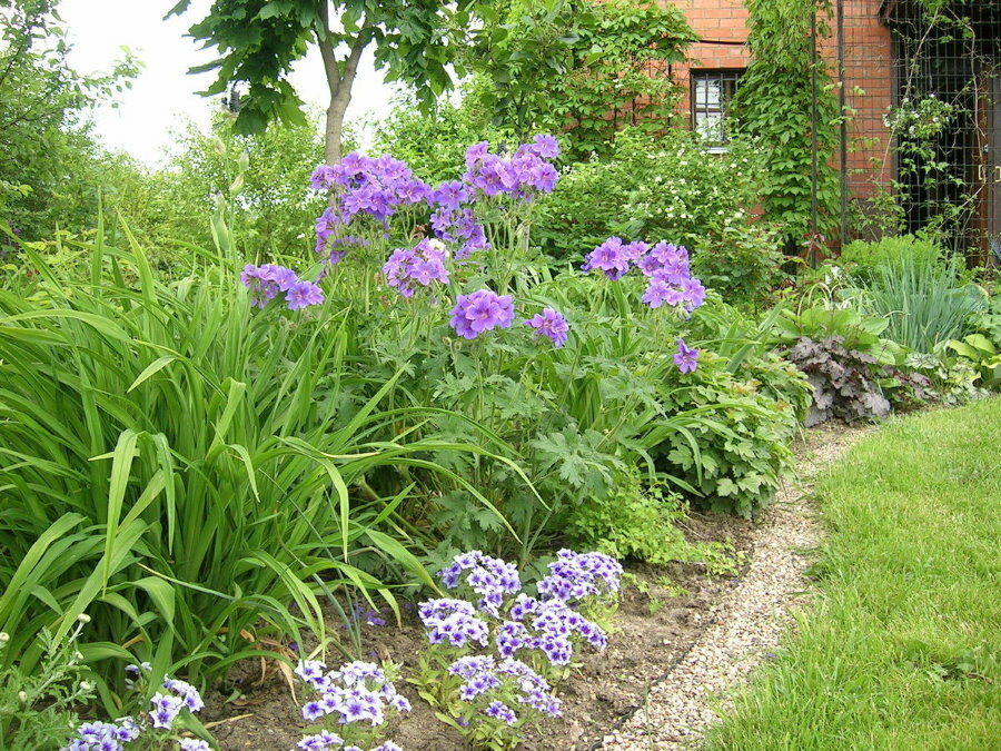 Høye varianter av pelargoner i en blandingshage i hagen