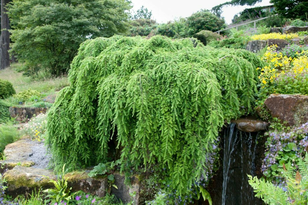 Evergreen puut ja pensaat: luettelo kasveista puutarhan maisemointiin