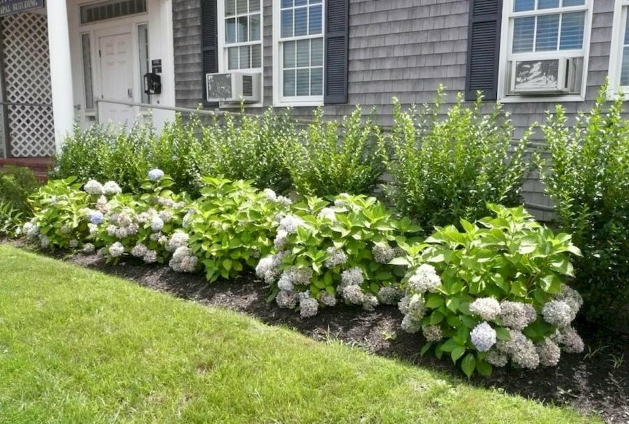 Plantar hortensias cerca de los cimientos de una casa privada.