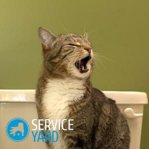 Kuinka poistaa kissa virtsan haju sohvasta tai verhoiltu huonekalut?