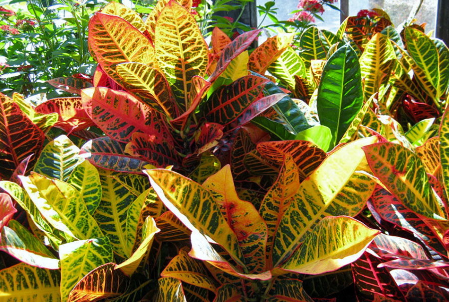 Multicolored leaves of indoor croton