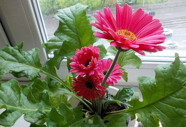 Gerbera room: care at home, ways of reproduction
