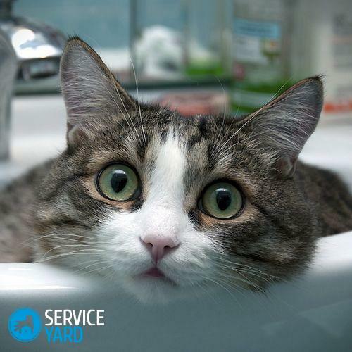 Cómo lavar un gatito sin dañarlo?