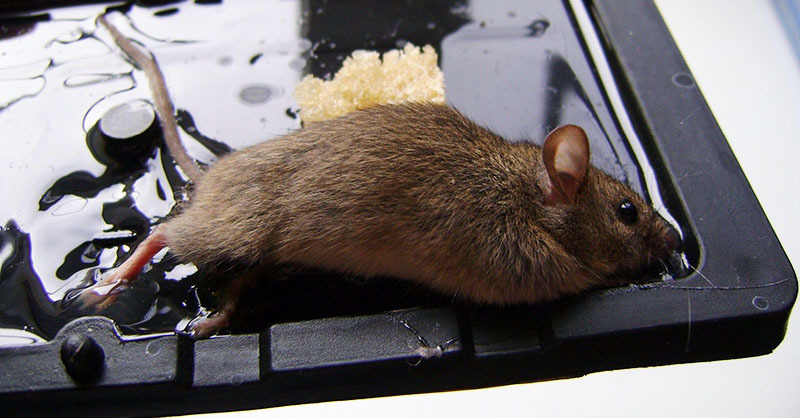 Wie man Mäuse loswird: Fallen, Chemie, Volksheilmittel