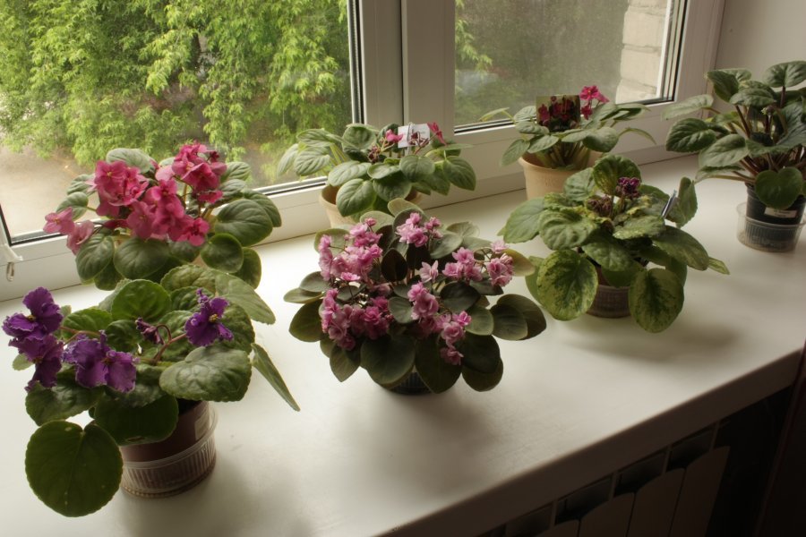 Kvetoucí fialky na plastové okenní