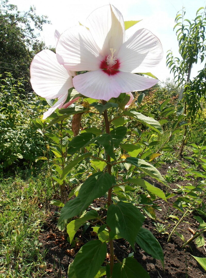 פרח ענק על גבעול של היביסקוס ננסי