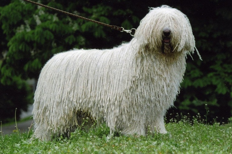 The biggest breeds of dogs. Top-30( with photos)