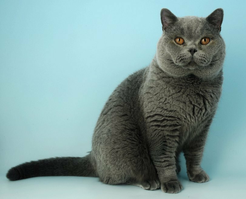The largest breed of domestic cats. Top-11( with photos)