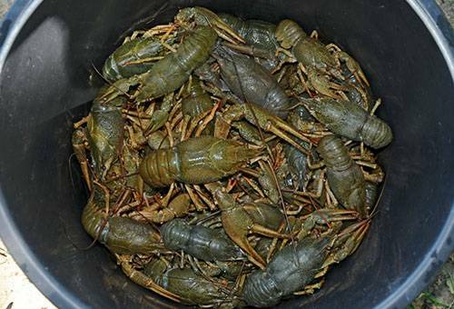 Como armazenar lagostins vivos e cozidos em casa?