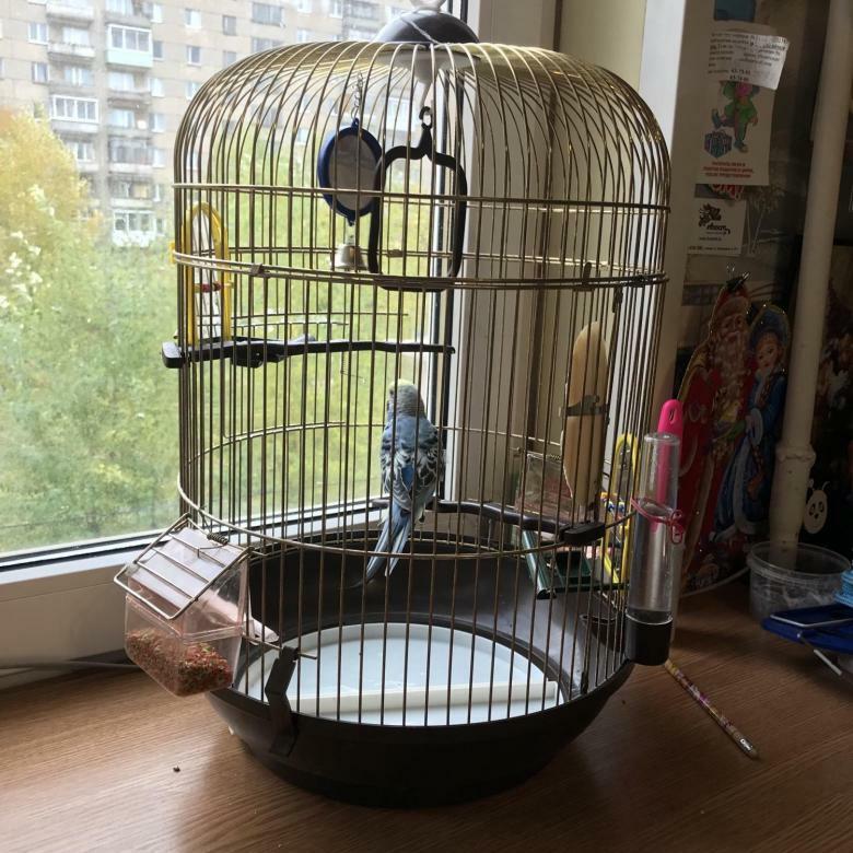 A cage with a parrot on the windowsill in a single room