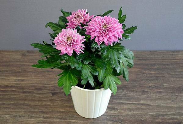 When to transplant chrysanthemums from a pot to a pot - in spring or autumn: the secrets of growing