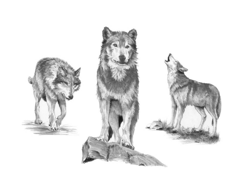 Sada pro skicování „vlků“