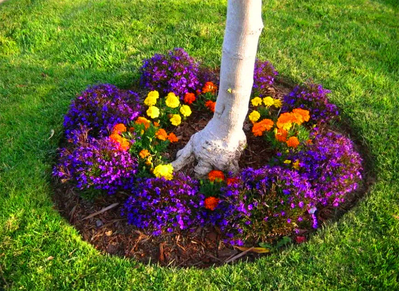 Als je nog steeds aandringt op bloemen onder de boom, kun je ze uit potten planten, wachtend op het begin van de bloei in de zon.