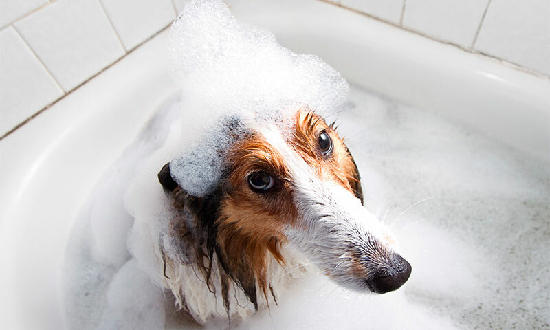 I migliori shampoo per cani