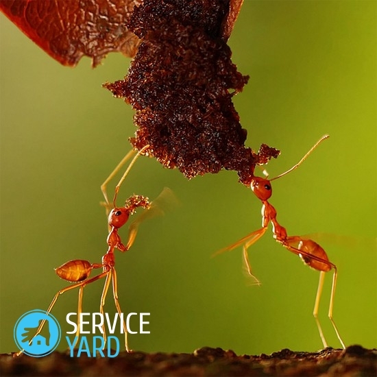 Liečba z mravcov