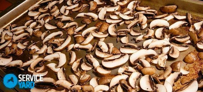 Jak sušit houby v domácnosti?