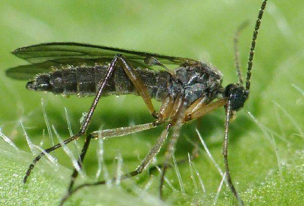 Hoe zich te ontdoen van muggen in bloemen - speciale en folk remedies