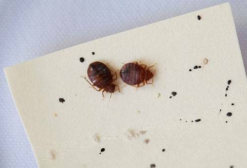 How to bring out bedbugs quickly and independently-what drugs and folk remedies will help get rid of