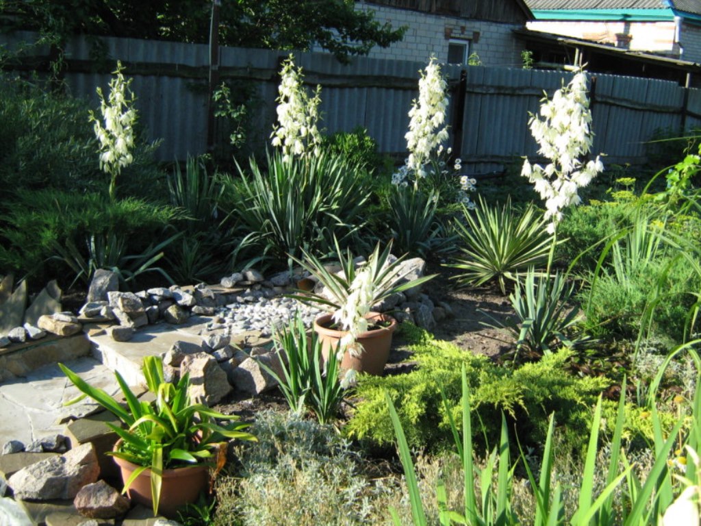yucca garden decor