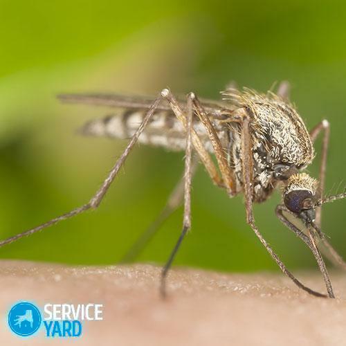 Sivrisineklerin yok edilmesi