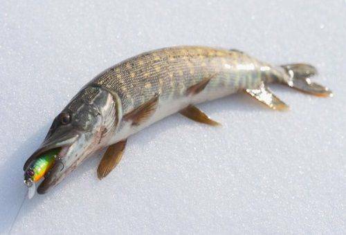 How to clean a pike in the kitchen correctly