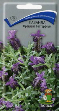 Saatgut. Lavendel. Duftender Schmetterling (20 Stück)