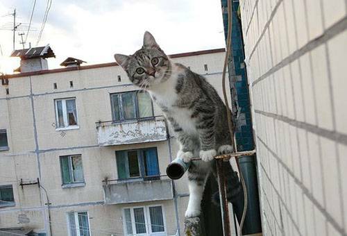 Comment se débarrasser des pigeons sur le balcon: des moyens efficaces