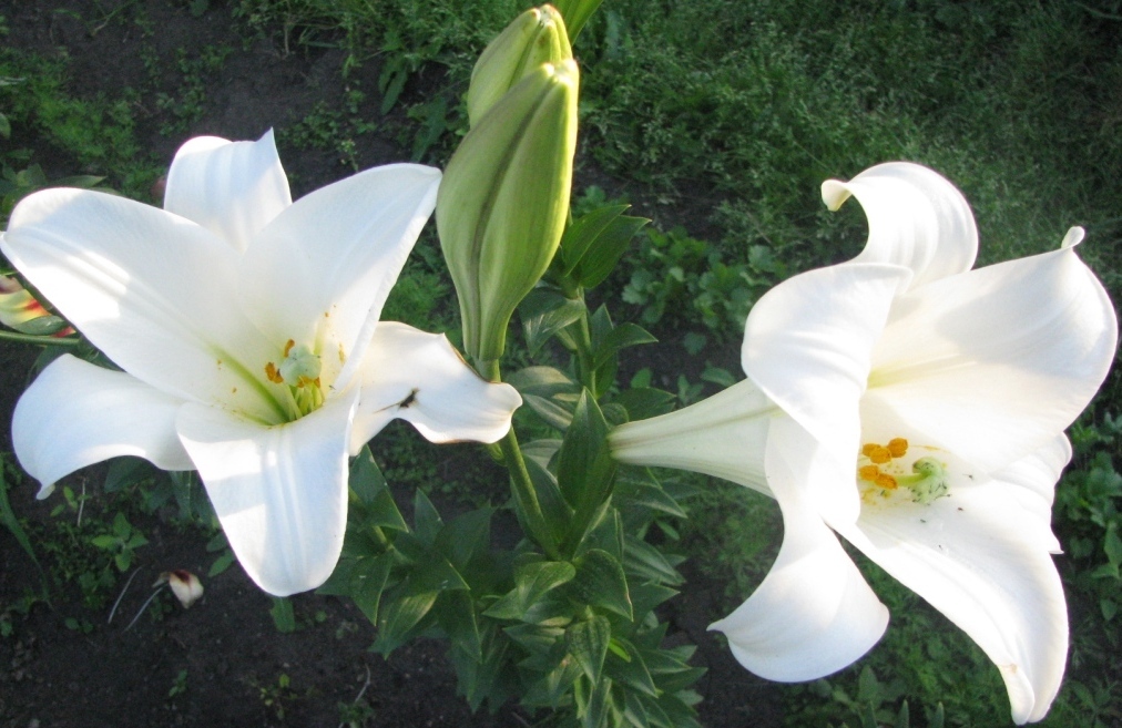 Tīri balti piltuves formas ziedi uz Global Beauty lilijas