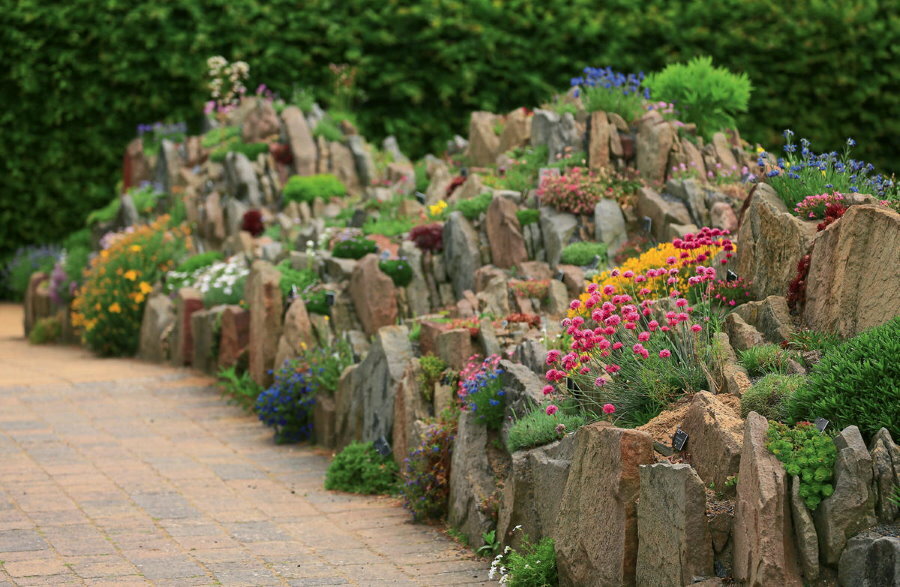 Halkaise vierintätappeja kivikkopuutarhassa, jossa on monivuotisia kukkia