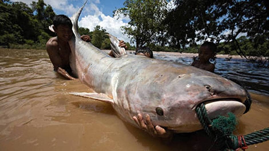 Top 10 des plus grands poissons d'eau douce du monde