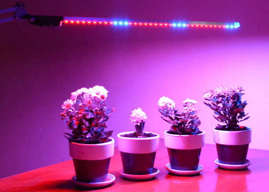 Podsvícení LED lampa kvetoucí rostliny
