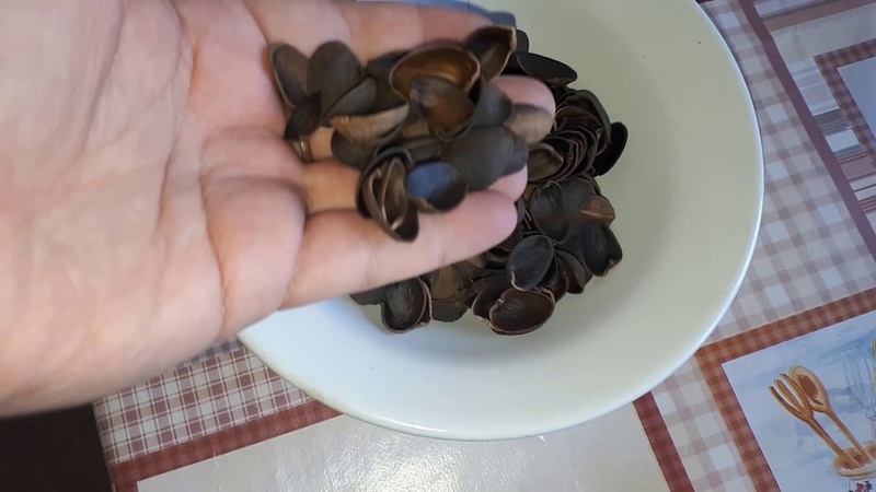 Unexpectedly: money tree, delicious tincture and 5 more things that can be made from pistachio shells