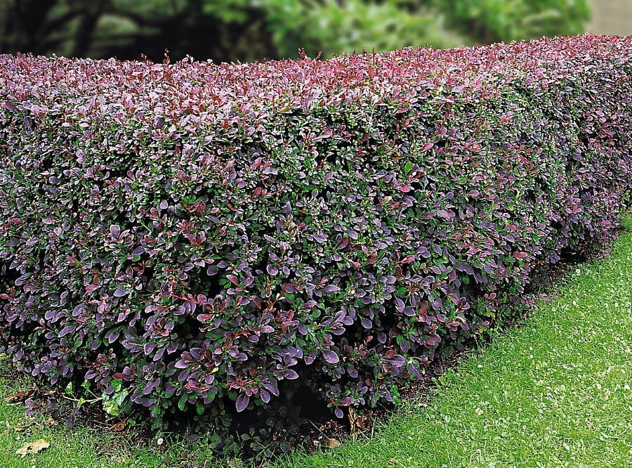 Levende vegg av barbær med variert bladfarge