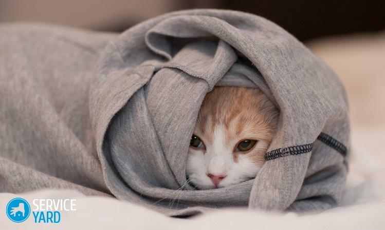 Wie putzt man Kleidung aus dem Fell einer Katze?