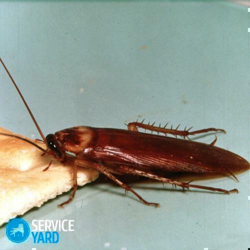 Hoe kakkerlakken vergiftigen met boorzuur?