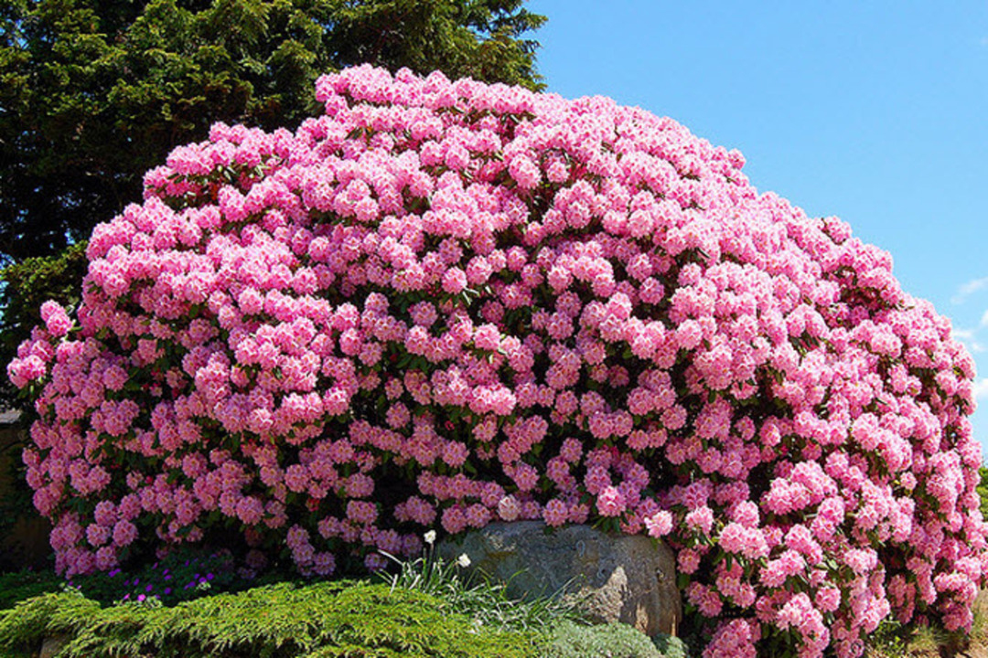 Rhododendronbusch