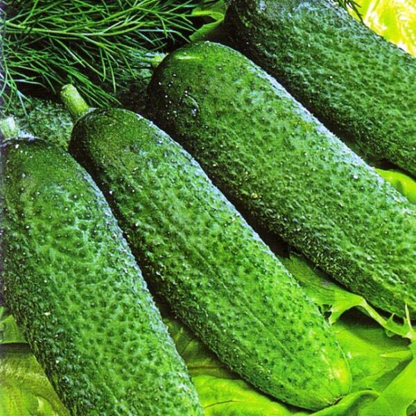The best sorts of cucumbers for polycarbonate greenhouses