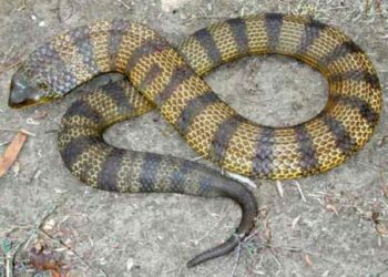 Top 10 De meest giftige slangen van de planeet