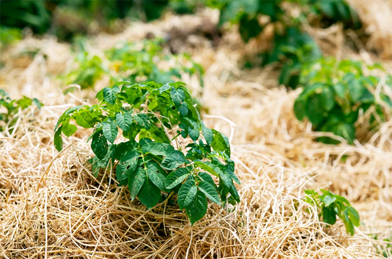 Il concime verde falciato può essere utilizzato per la pacciamatura, un altro modo per controllare le erbacce e un ottimo metodo per trattenere l'umidità nel terreno.