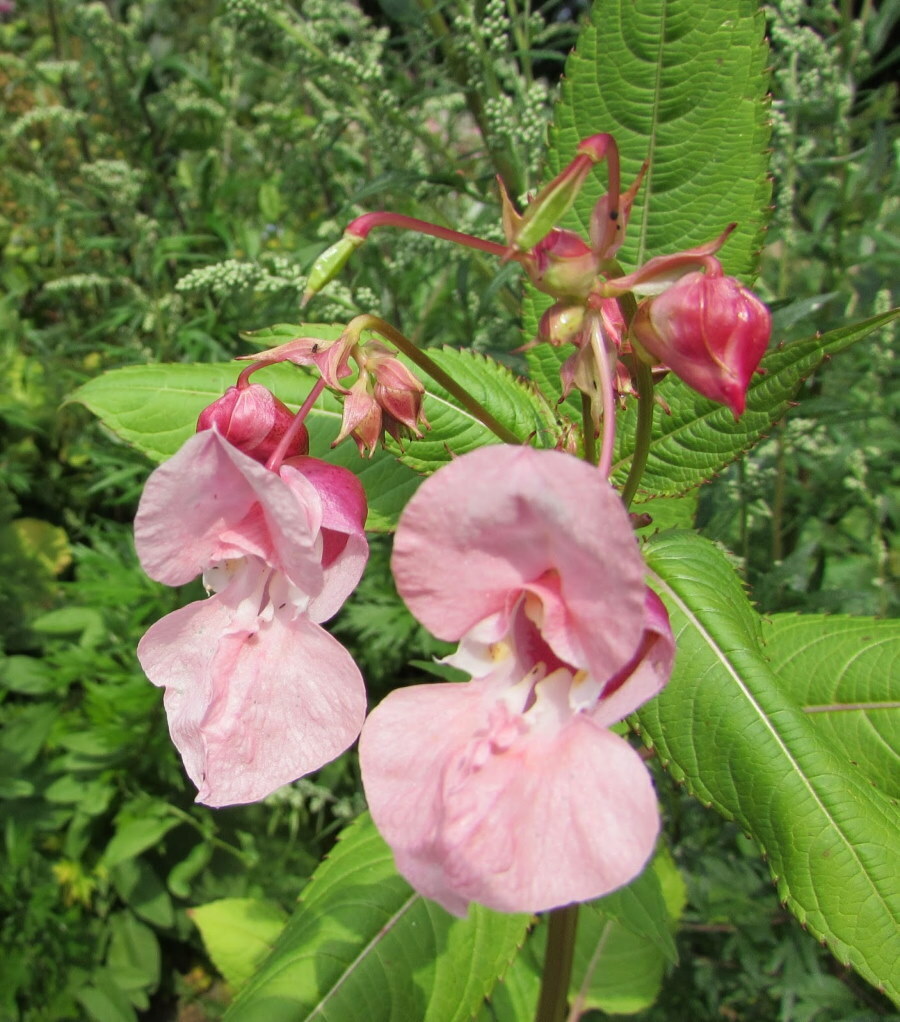 Delikate lyserøde blomster på stilkene af Impatiens Balsamic