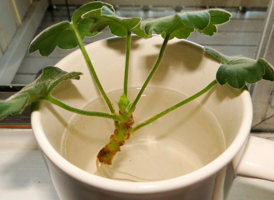 Tallo de geranio en un vaso de cerámica con agua