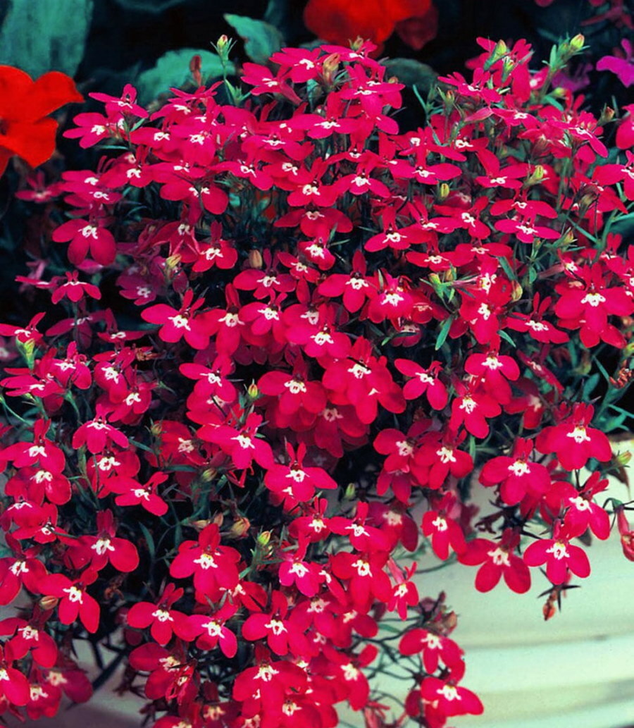 Ampel lobelia odrůdy Rosamund v závěsném květináči