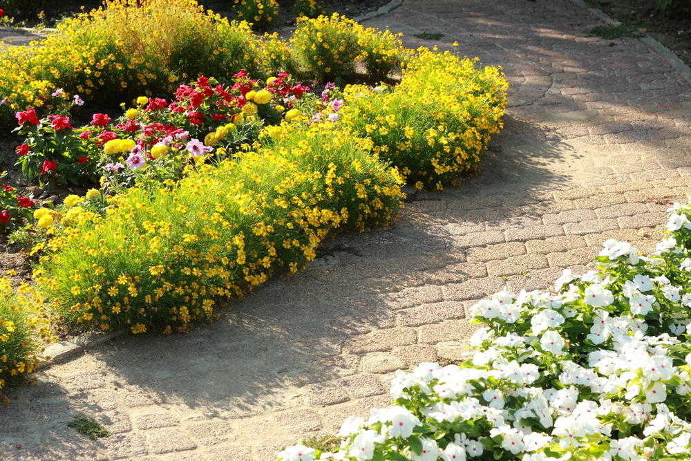Gele en witte bloemen bij het tuinpad