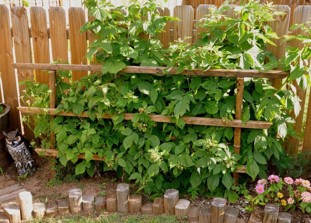Het planten van frambozen langs de houten hek