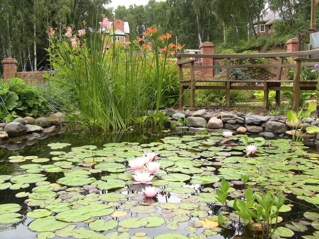 pond in the country with nymphs