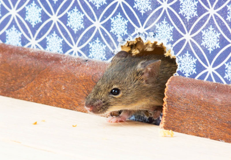 Kako se riješiti miševa
