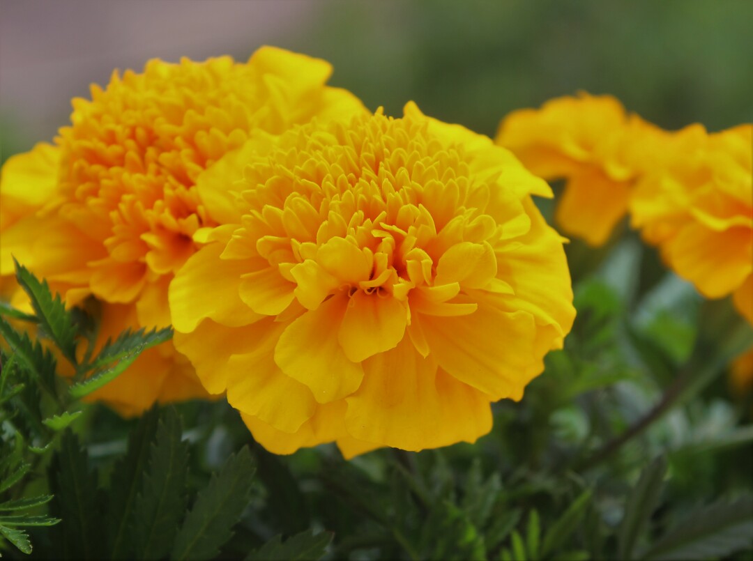 marigolds bilde
